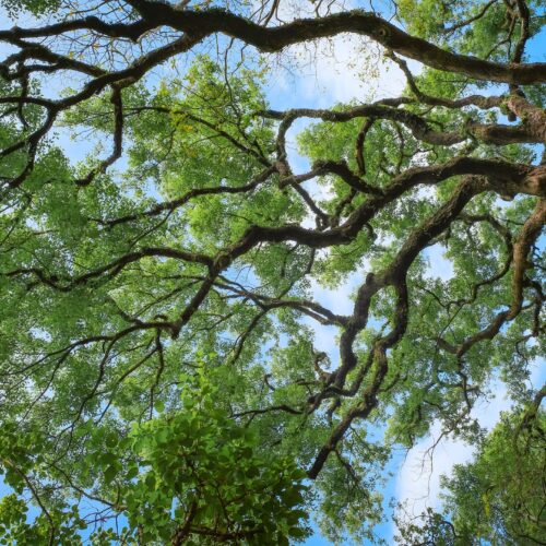 Svako drvo lista iznova – Organiziranje (3./4.2021.)