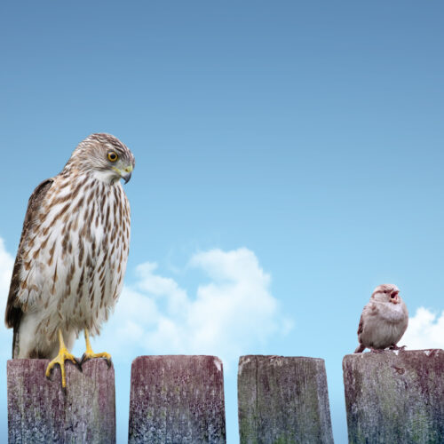 Zemlja lokalnih (ne)moćnika